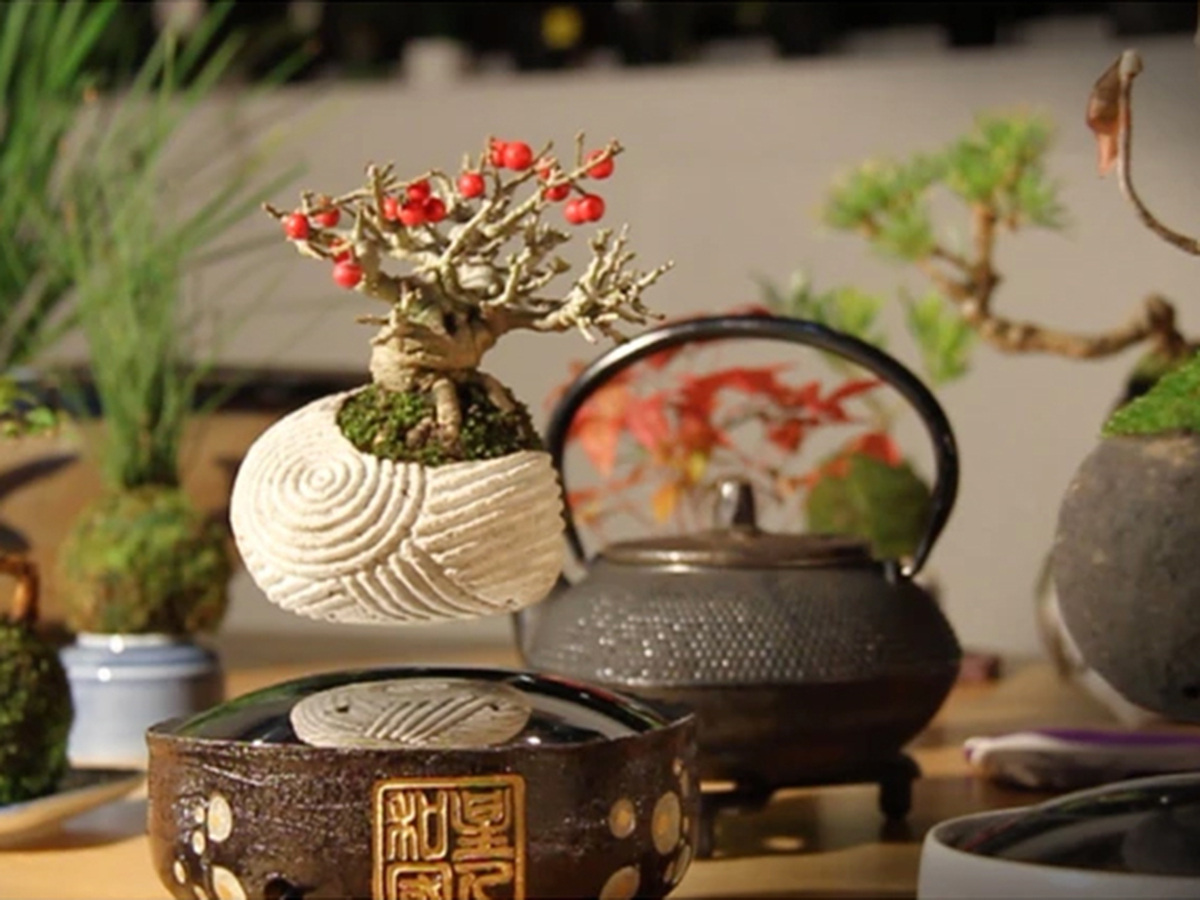 4) Air Bonsai (from $200)