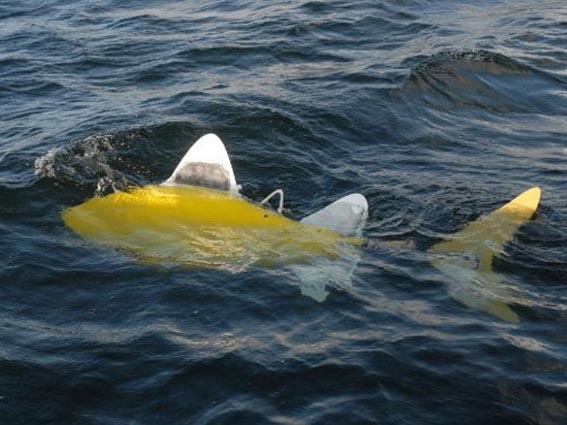 Robo-fish