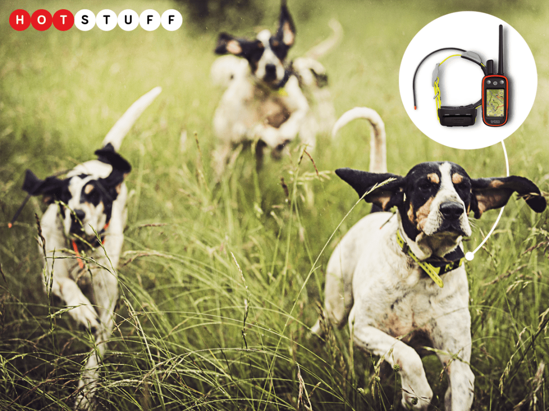 Garmin atemos best sale 100 dog tracker