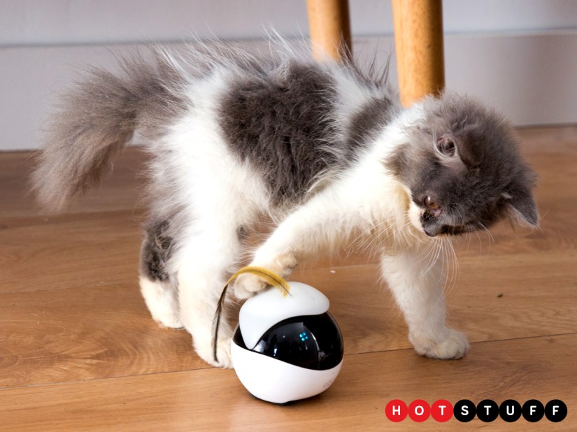Your kitten will be smitten with smart companion robot Ebo and its laser pointer larks