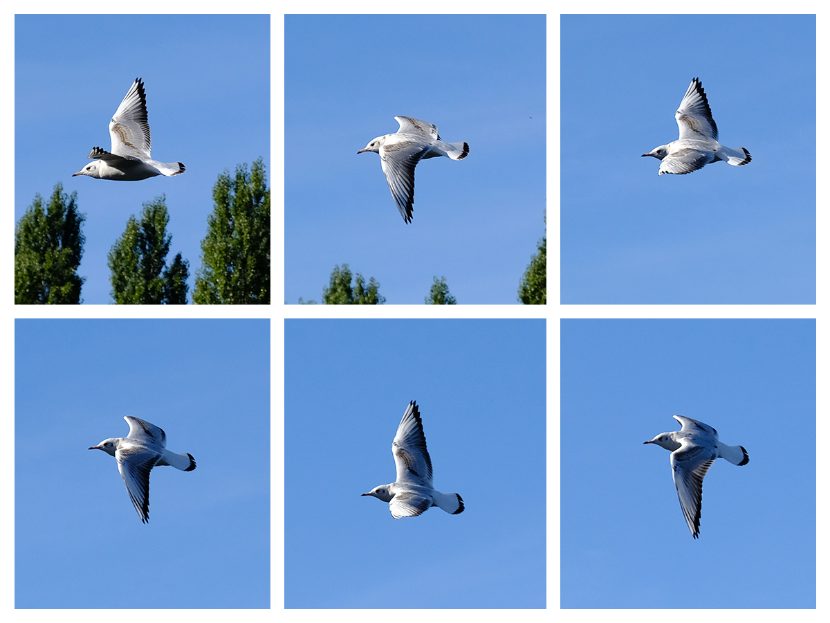Fujifilm X-T2 shooting: Prime focus