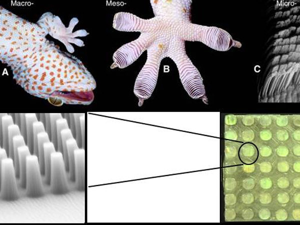 Gecko-inspired sticky pads are the first step towards the ultimate homemade Spid