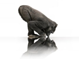 Screen lickin’ good: germ-killing smartphone Gorilla Glass is finally here