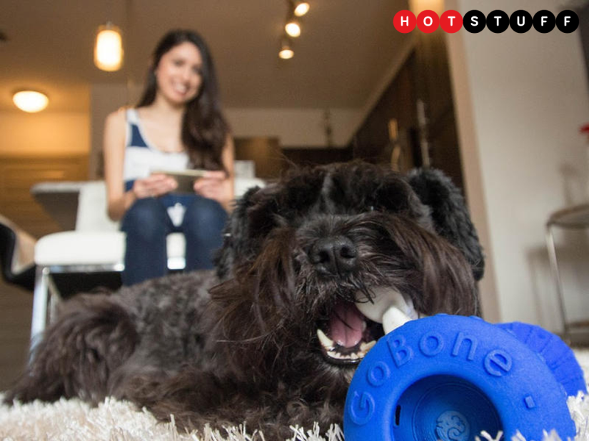 GoBone: give a dog a robo-bone after you come rolling home