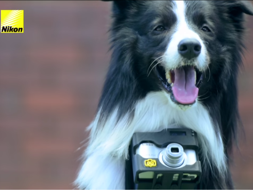 Dogs don’t need opposable thumbs to work Nikon’s canine camera