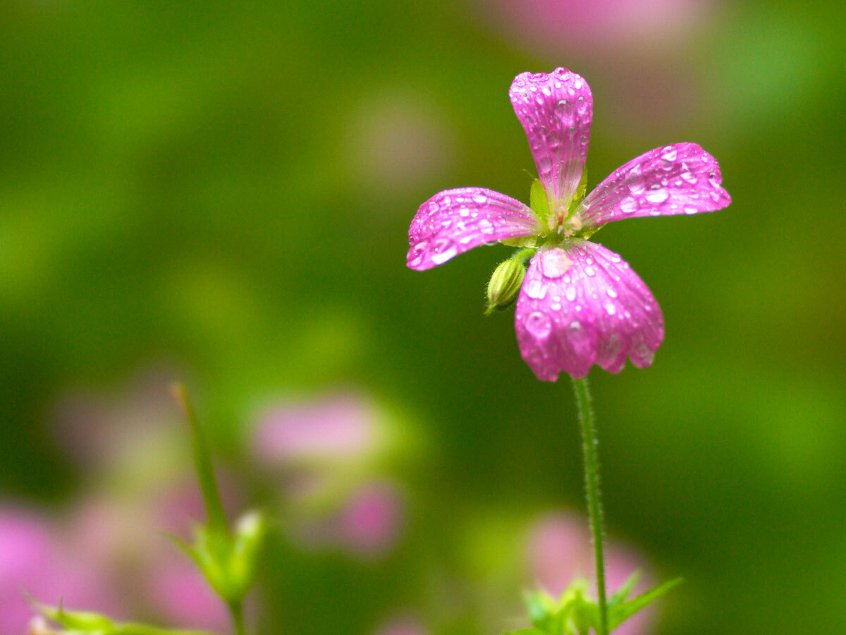 "Good" bokeh courtesy of Sony