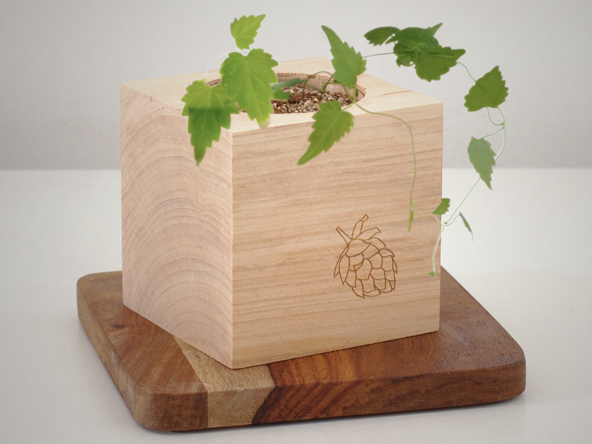 Grow Your Own Craft Beer (£10)