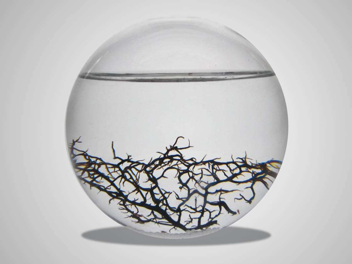 Ecosphere (£99)