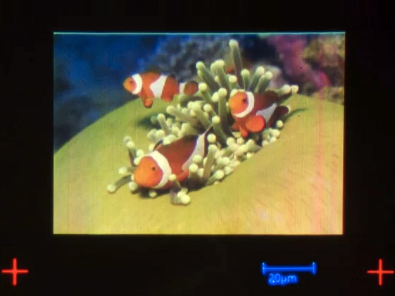 The smallest picture ever printed is tiny enough to fit in a human hair