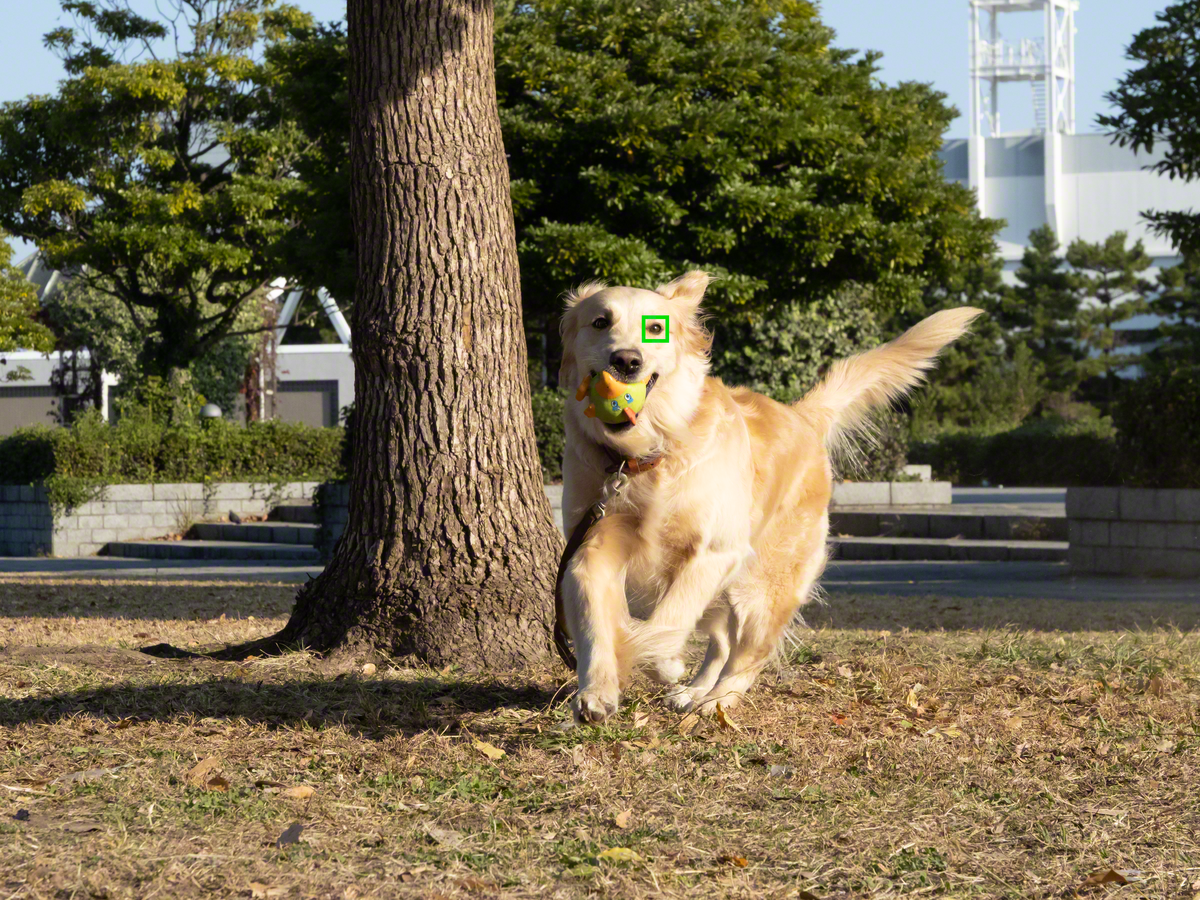 1. The cameras will catch animals in the act