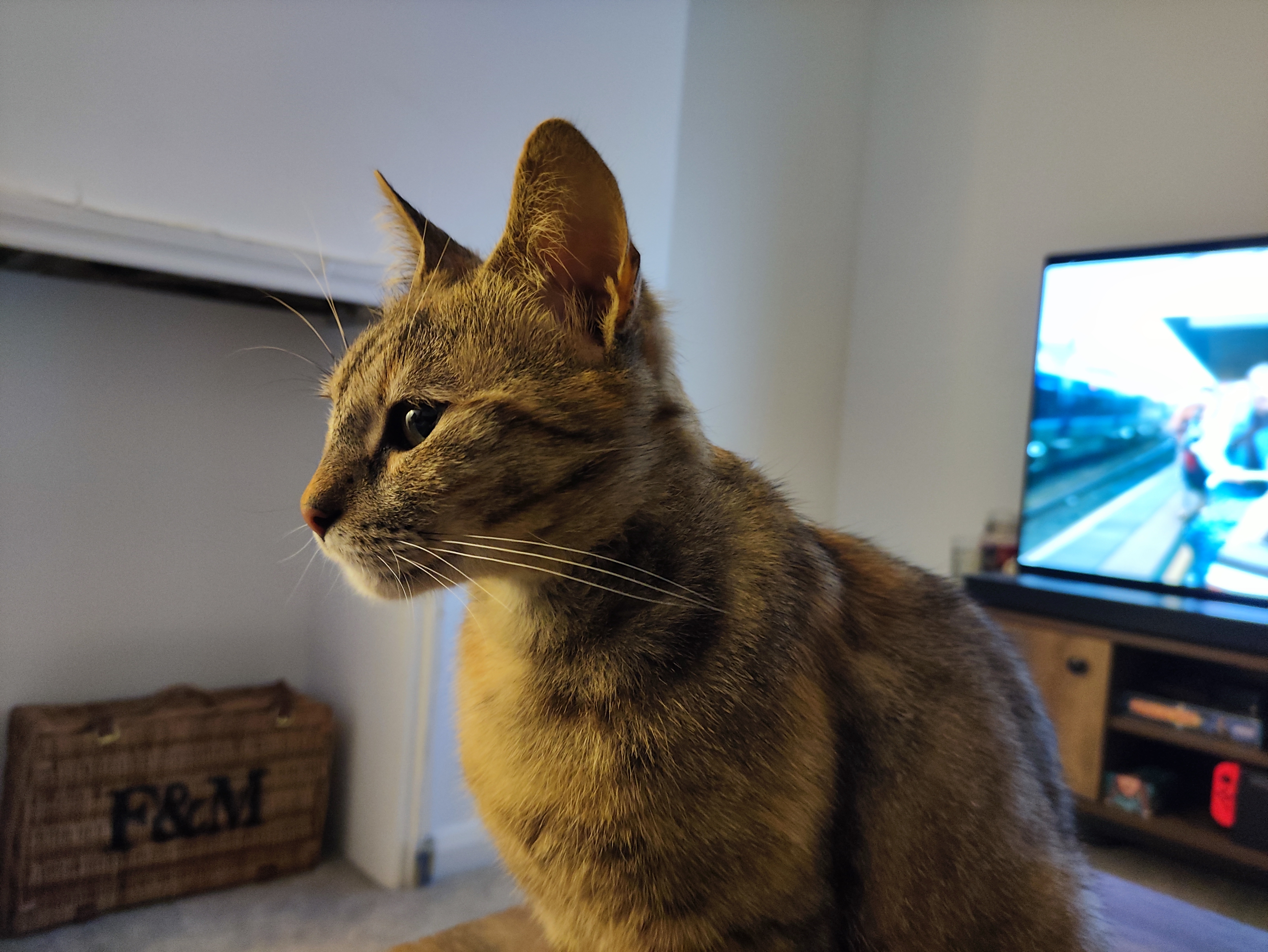Poco F4 GT camera samples - low light portrait cat