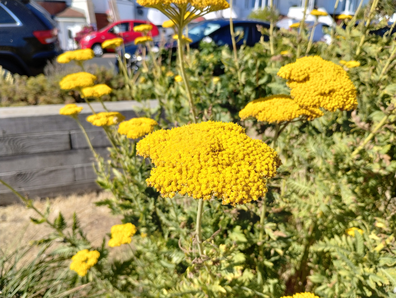 yellow flowers  shot on Motorola Moto G82 