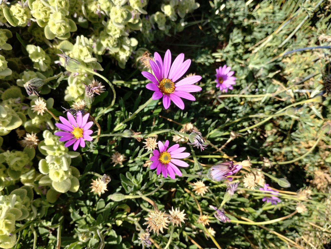 flowers shot on Motorola Moto G82