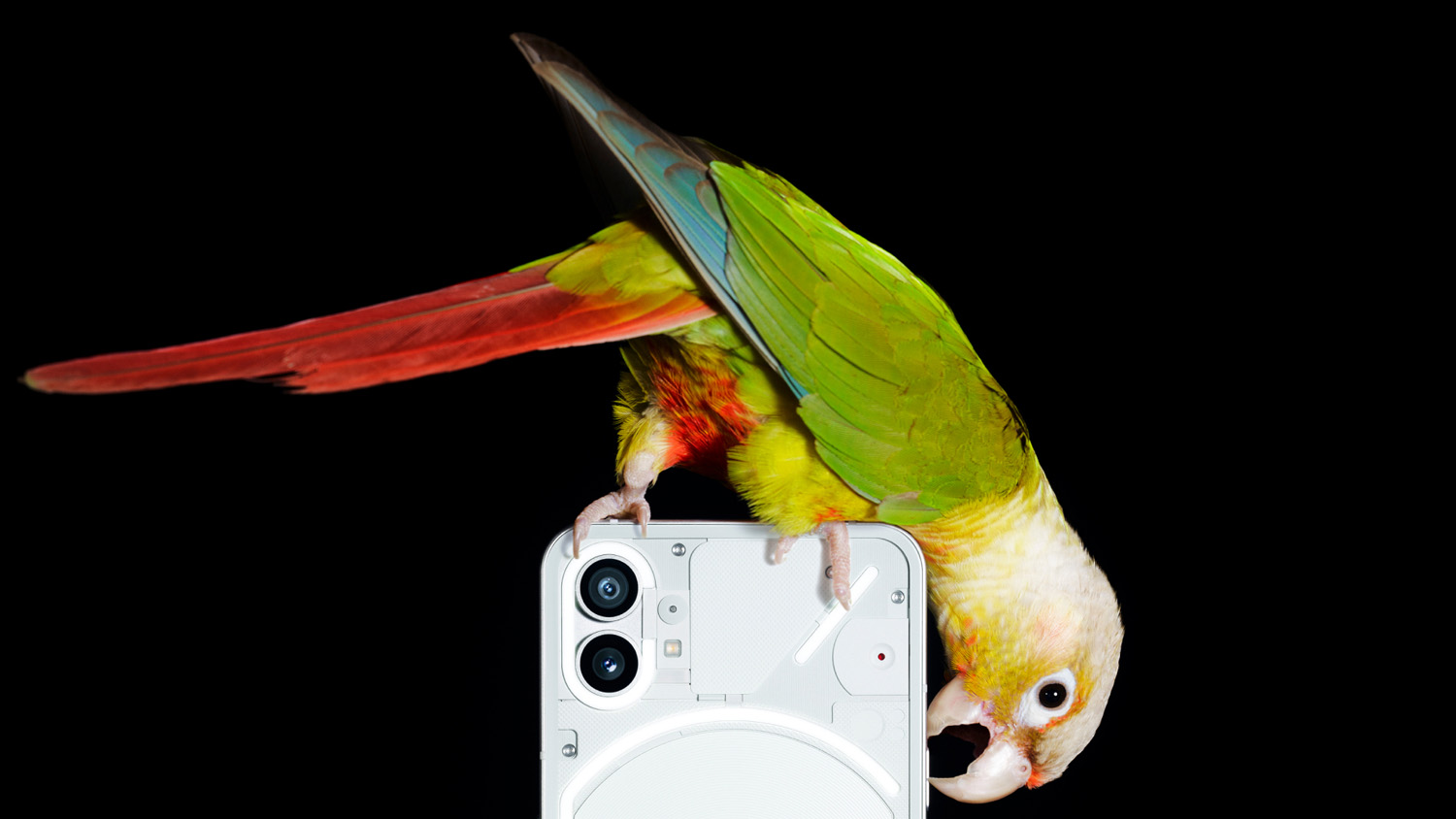 Nothing Phone 1 parrot