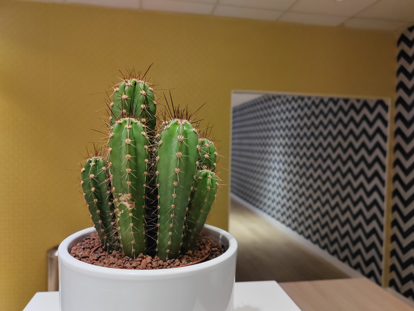Honnor 70 camera samples cactus