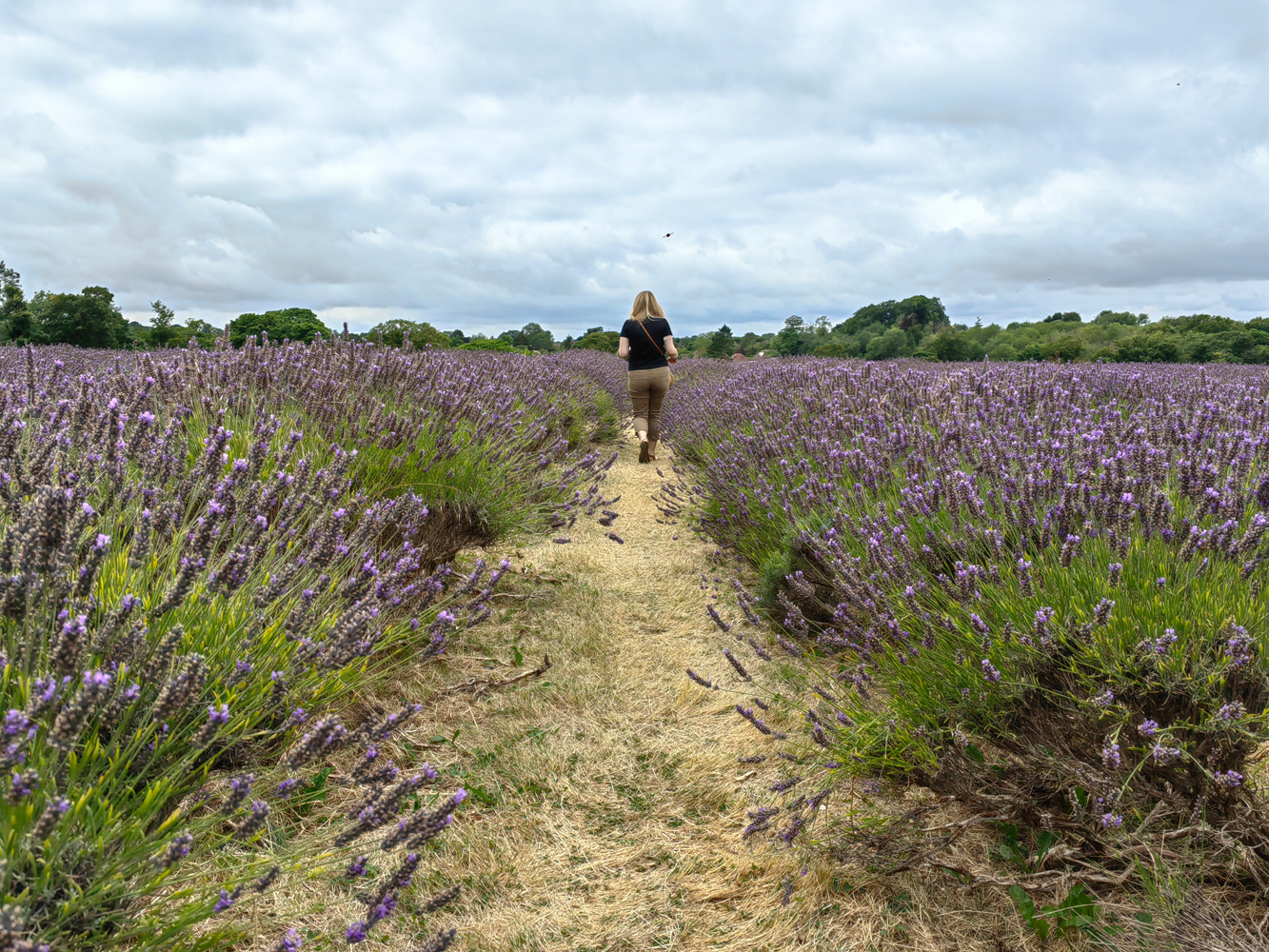 Huawei Mate Xs 2 camera samples walking through lavendar