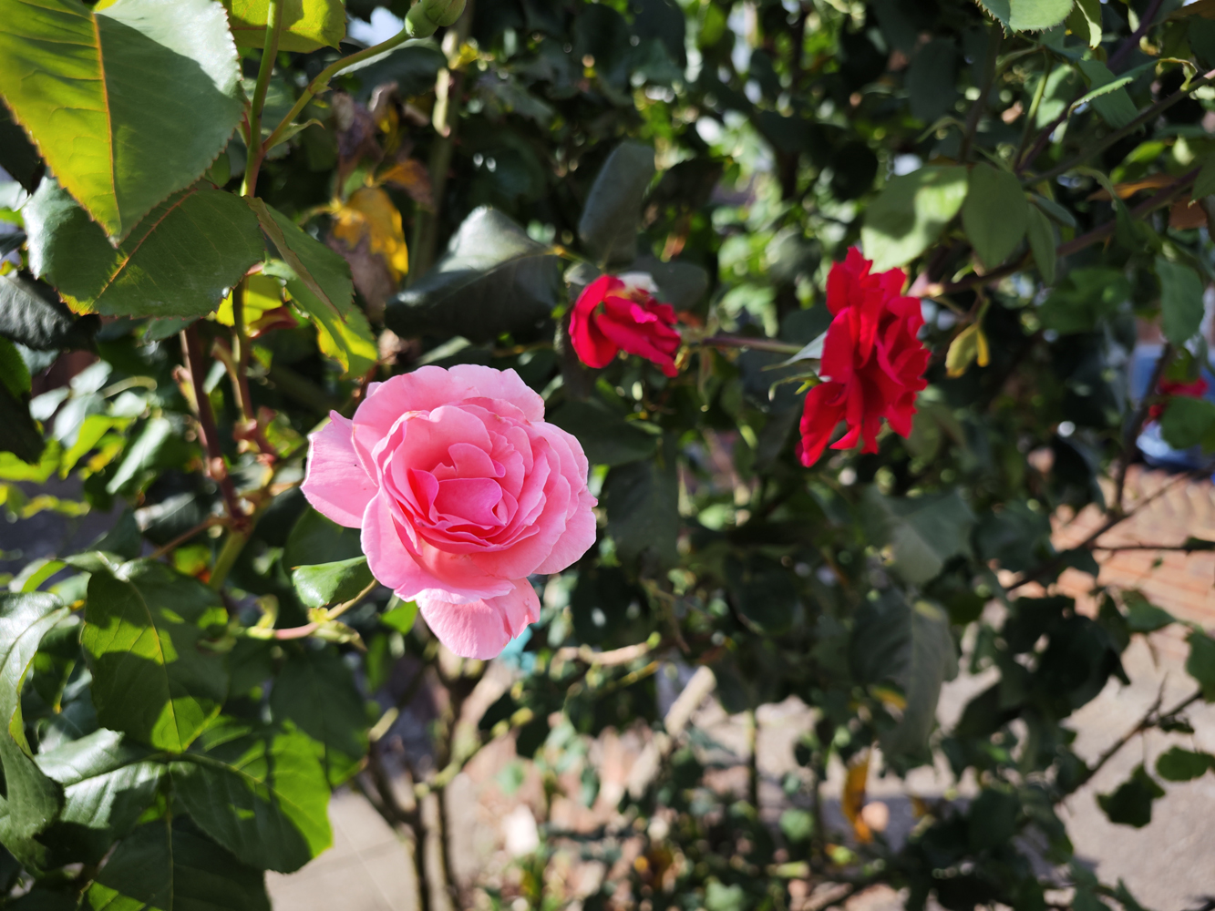 Xiaomi 12S Ultra camera samples rose