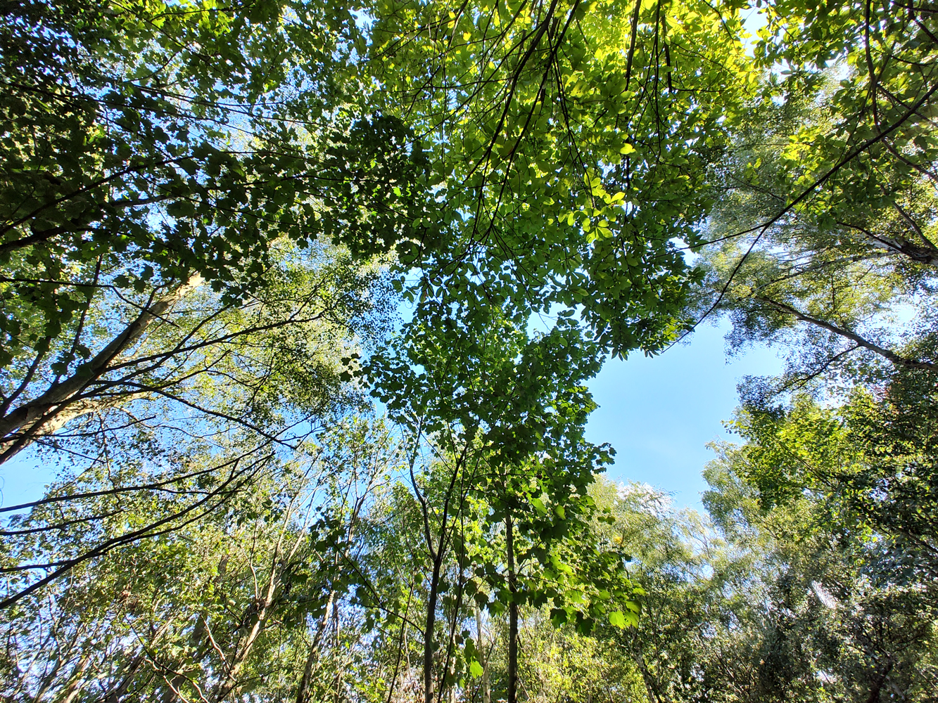 Motorola Edge 30 Ultra camera samples tree canopy