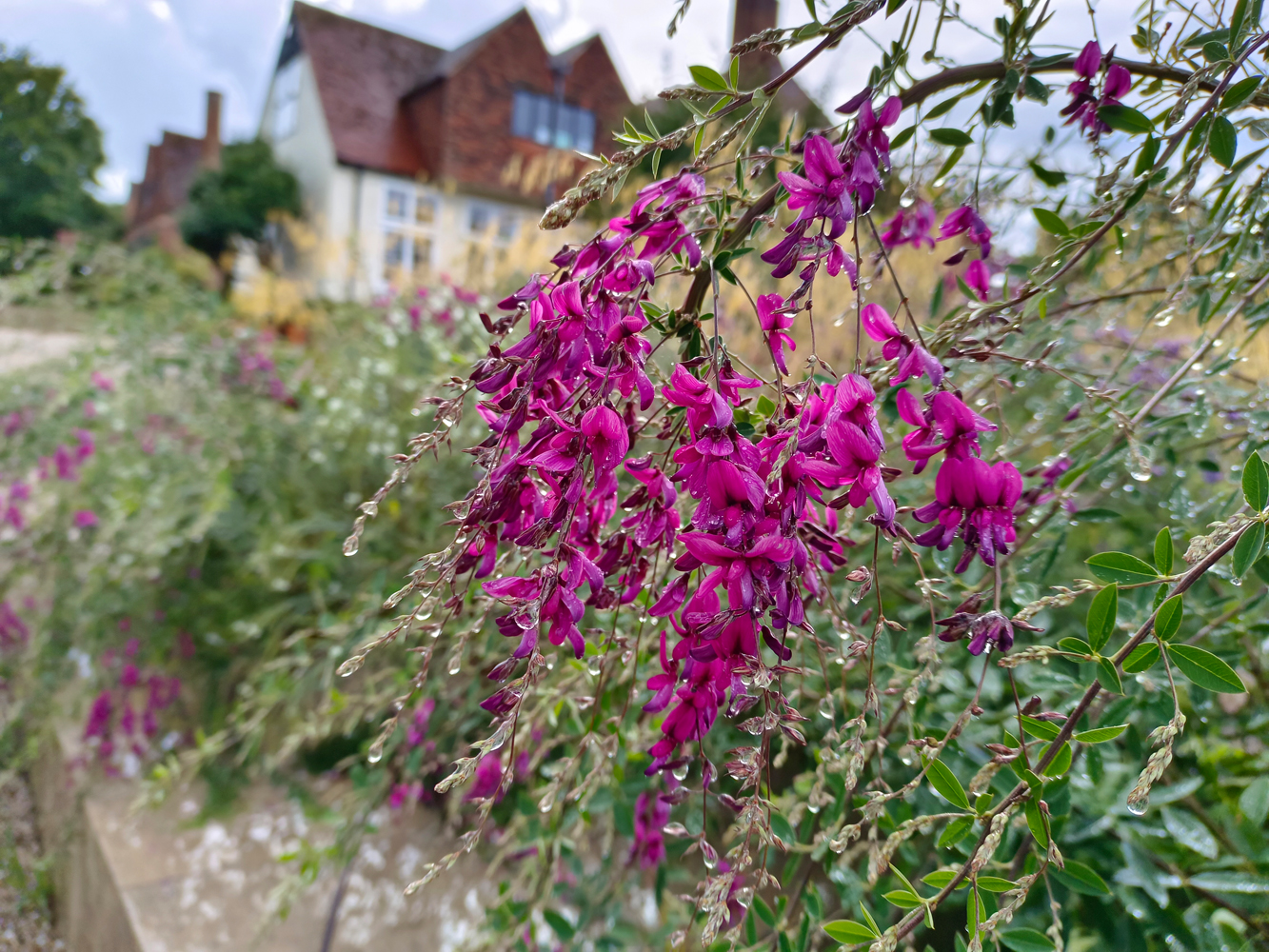 Vivo V25 Pro camera samples after rain