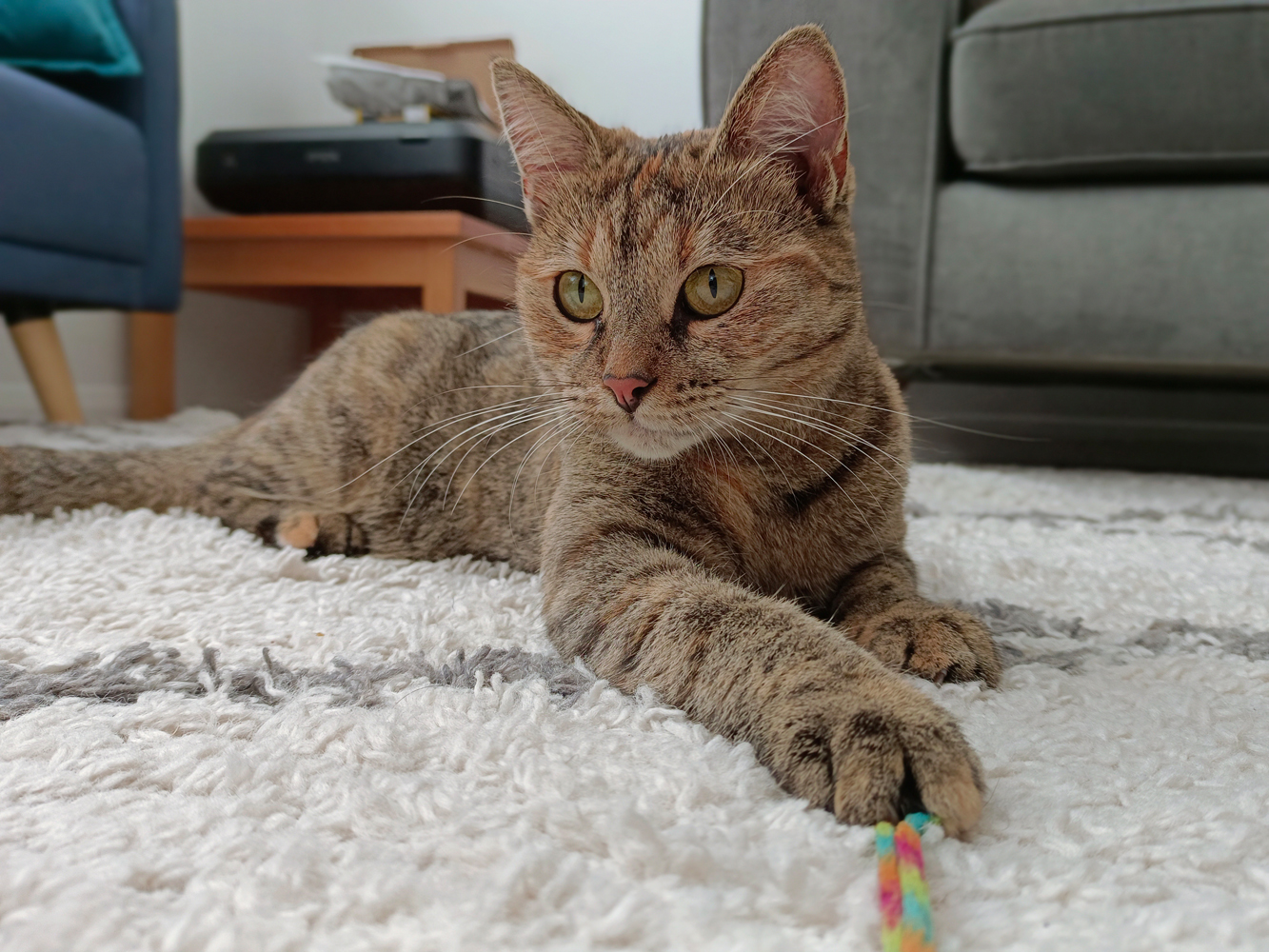 Vivo V25 Pro camera samples cat indoor