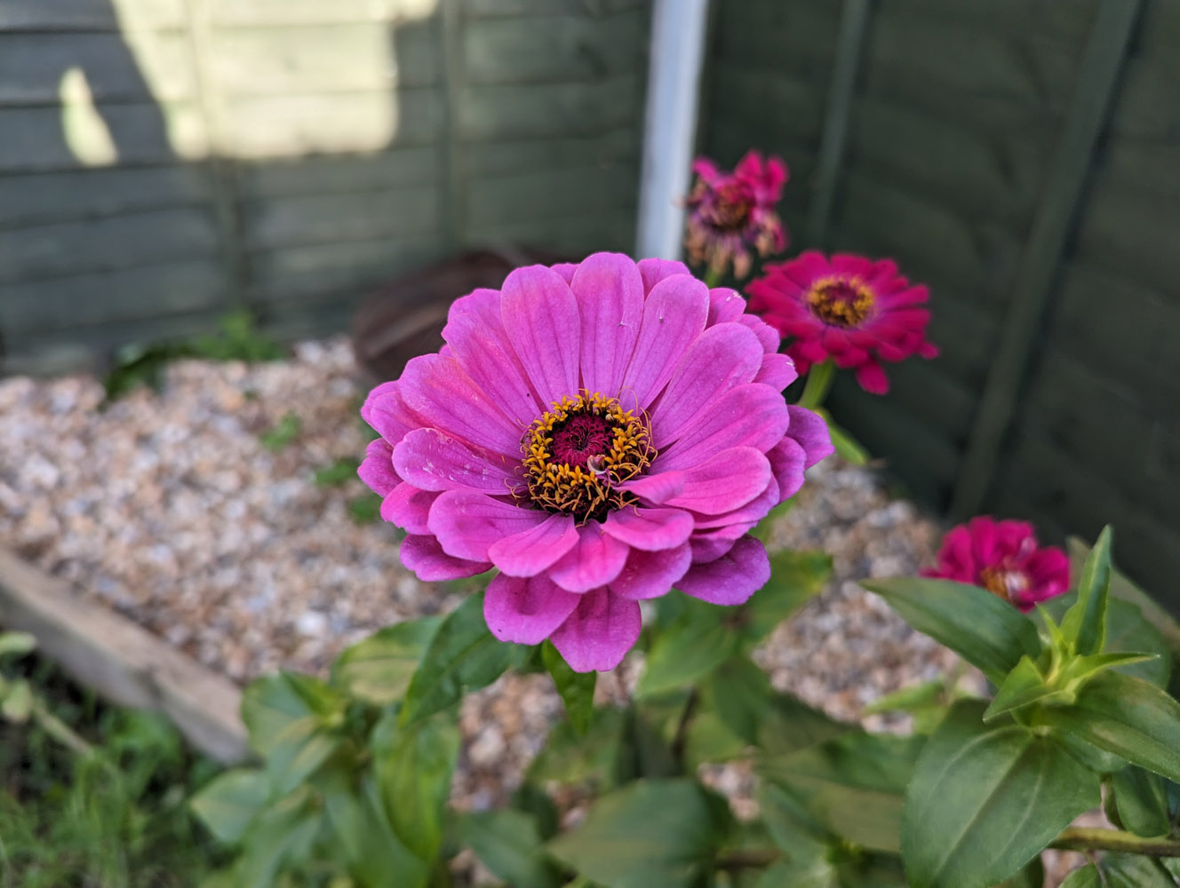 Google Pixel 7 Pro camera samples flower