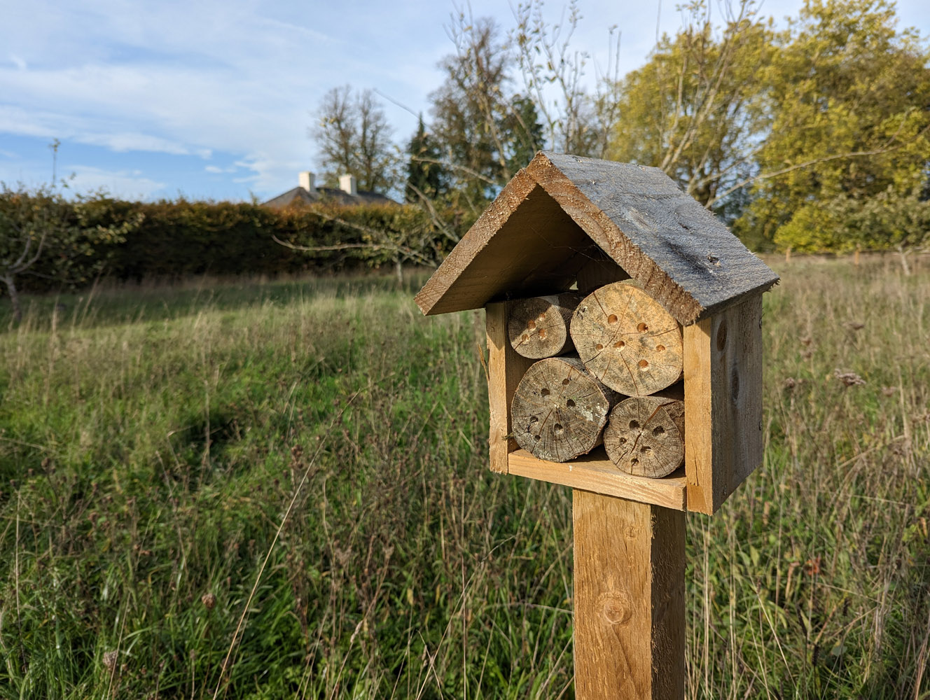 Google Pixel 7 camera samples bee house