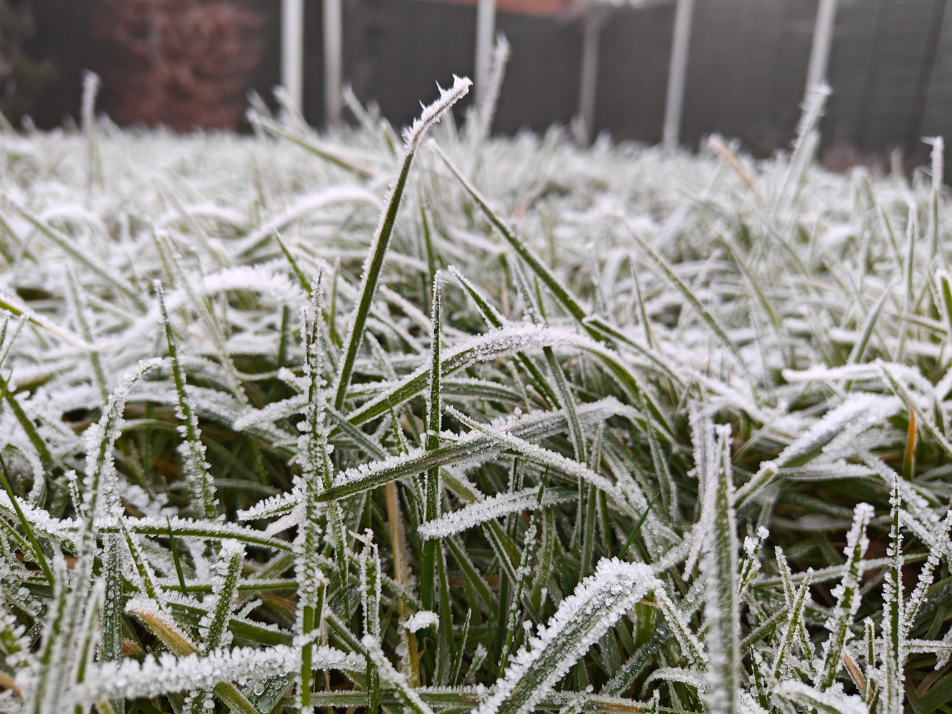 OnePlus 11 camera samples frosty grass