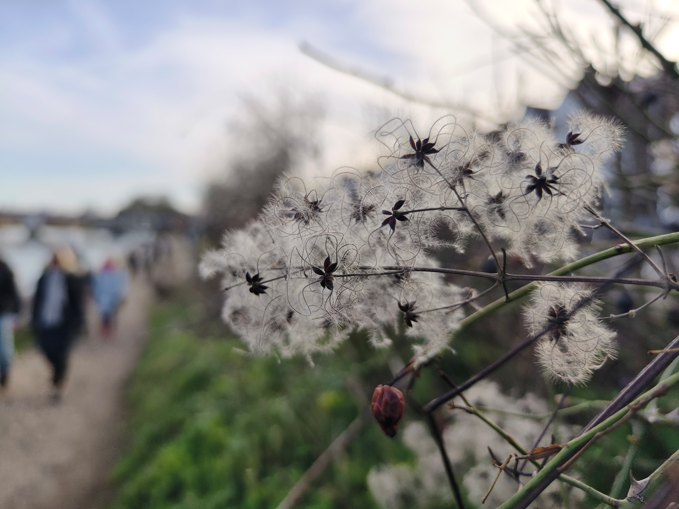 Vivo X90 Pro camera samples flowers