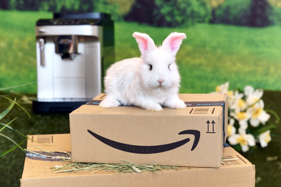 Rabbit sat on top of Amazon box