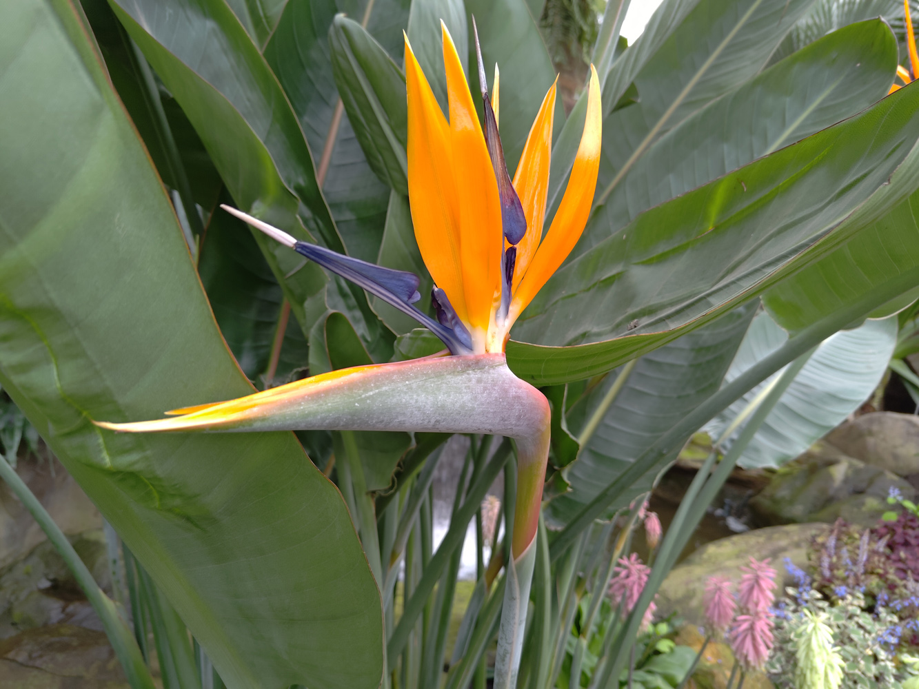 Asus ROG Phone 7 Ultimate camera samples bird of paradise