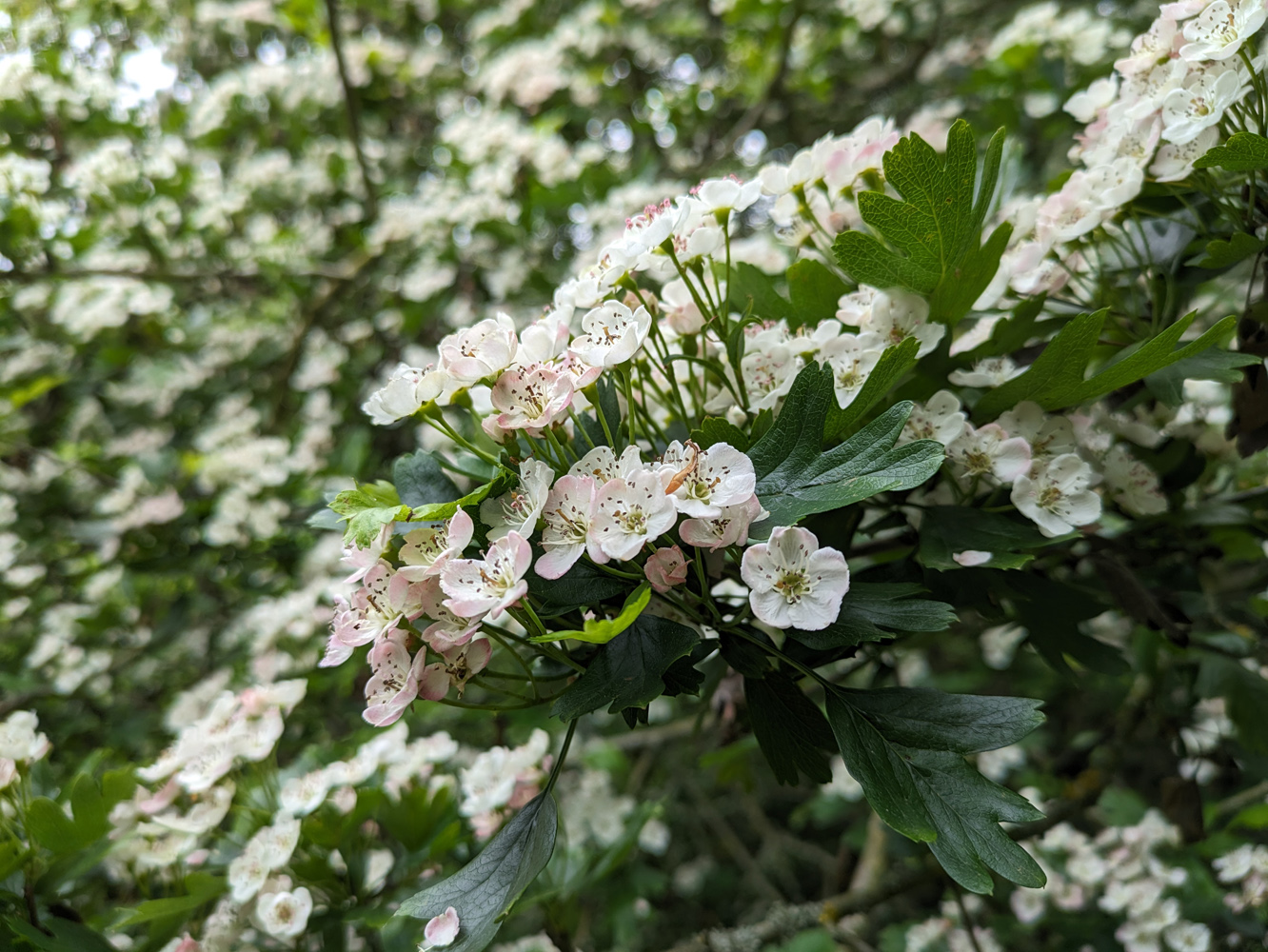 Google Pixel 7a camera samples blossom