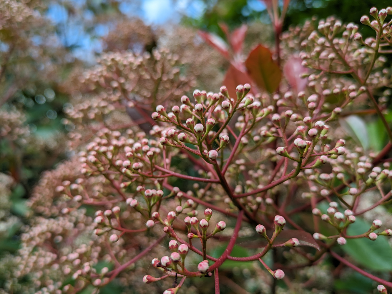 Google Pixel 7a camera samples bush bokeh