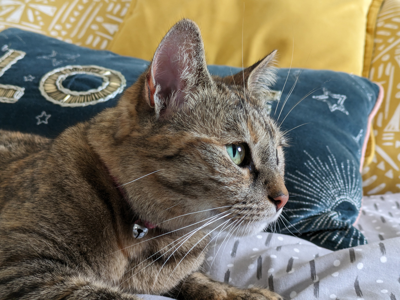 Google Pixel 7a camera samples cat eye reflection