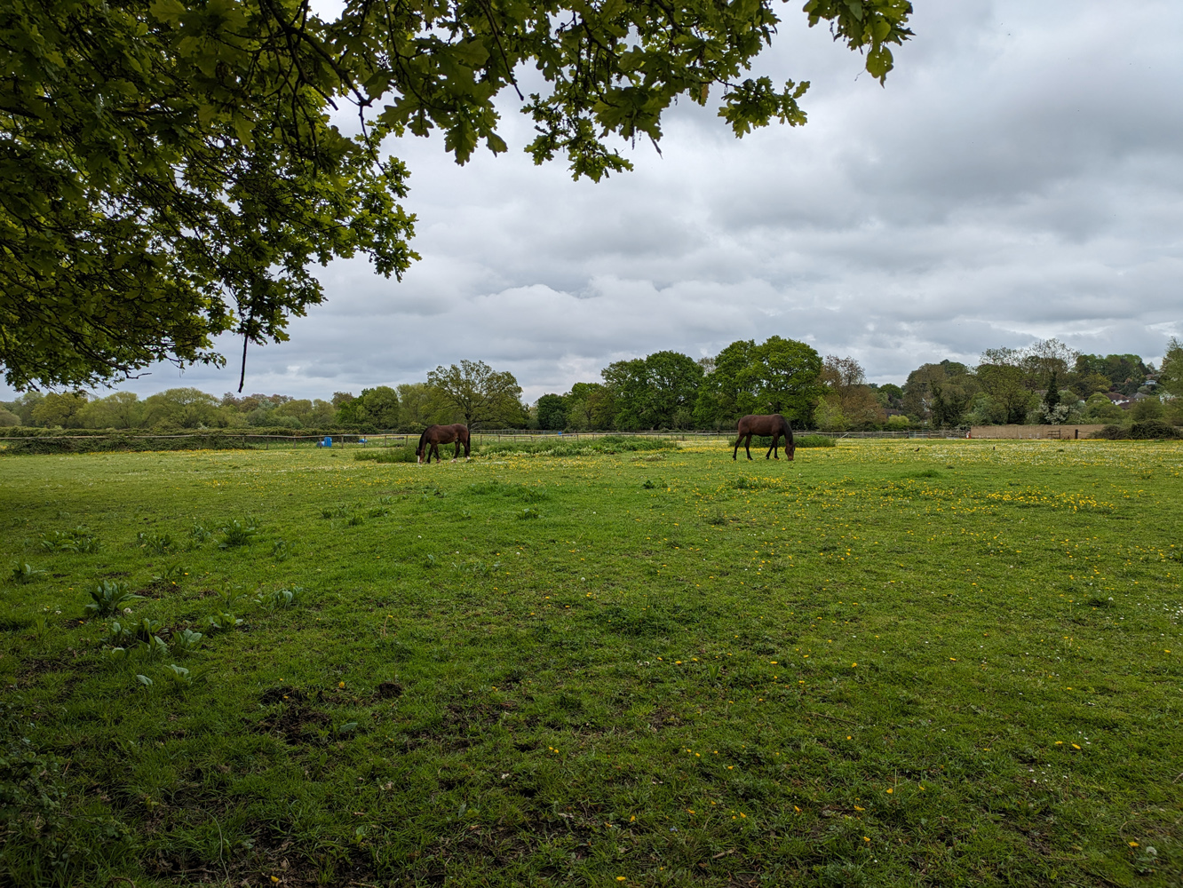 Google Pixel 7a camera samples horses