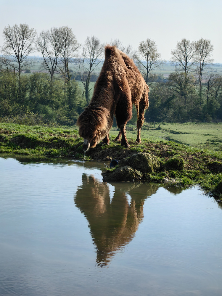 Huawei P60 Pro camera samples camel drinking