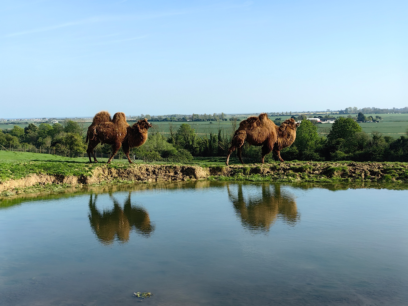Huawei P60 Pro camera samples camels reflection