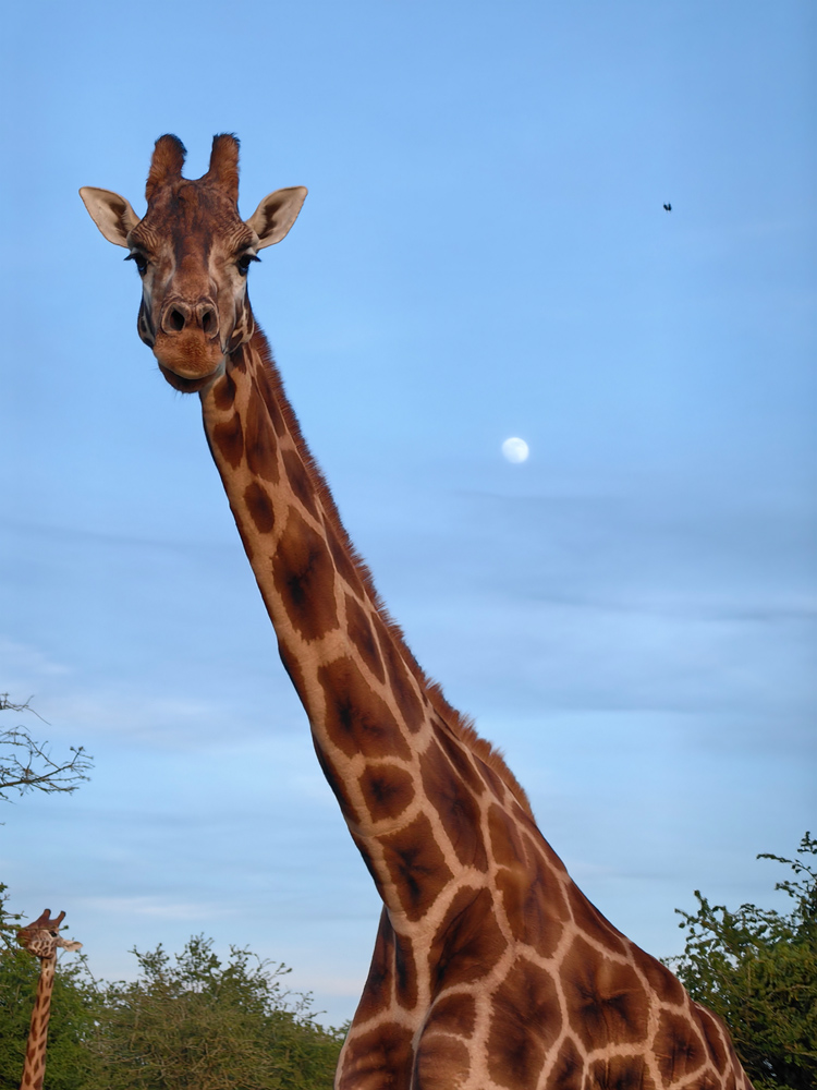 Huawei P60 Pro camera samples giraffe moon