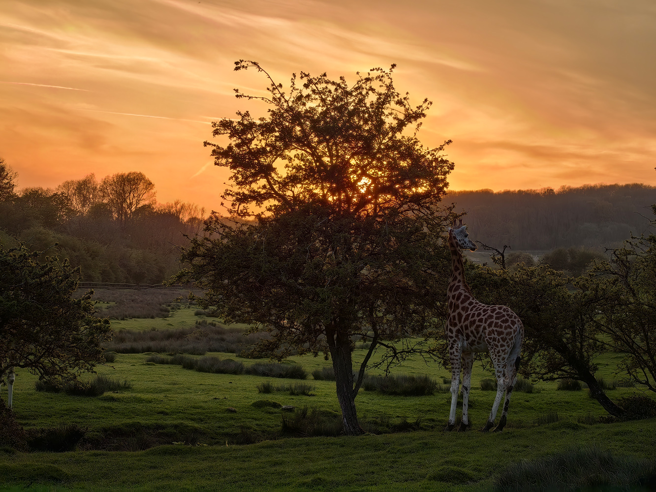 Huawei P60 Pro camera samples giraffe tree sunset