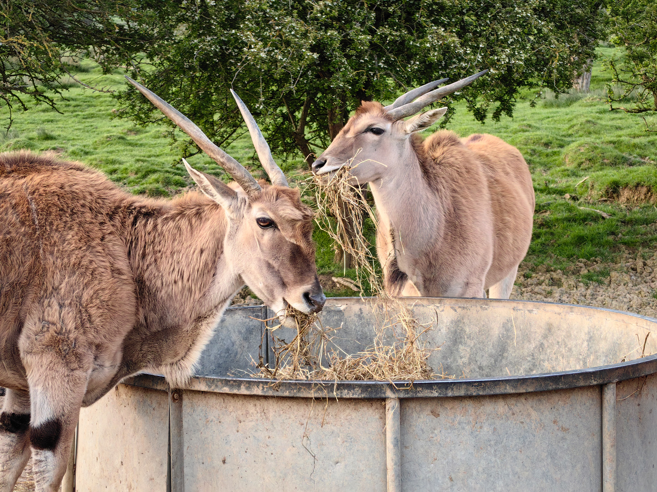 Huawei P60 Pro camera samples ibex