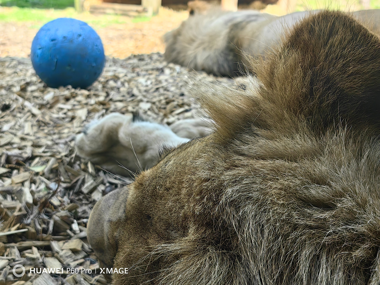 Huawei P60 Pro camera samples lion with ball