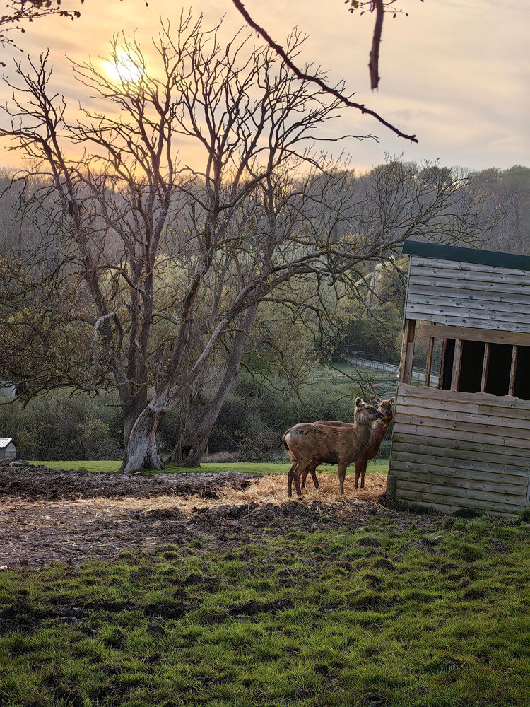 Huawei P60 Pro camera samples sunset antelope