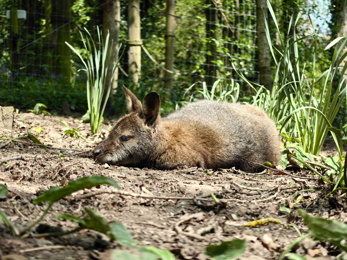 Huawei P60 Pro camera samples wallaby