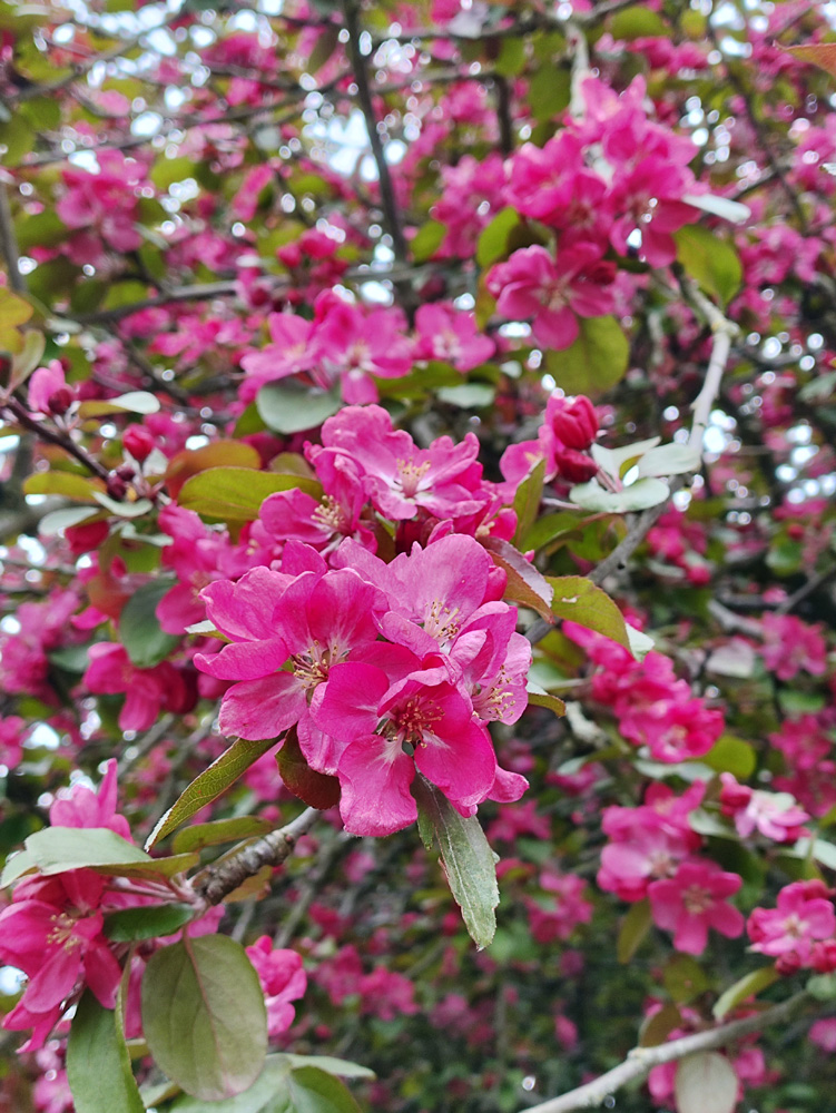 Poco F5 camera samples blossom close up
