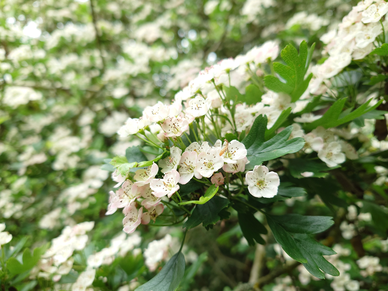 Sony Xperia 1 V camera samples blossom