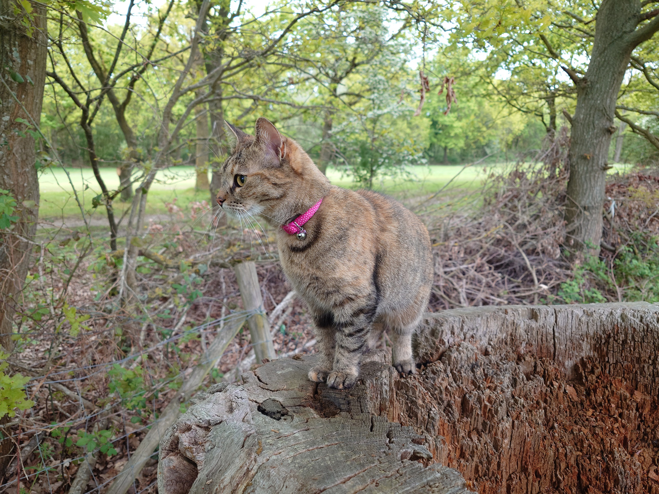 Sony Xperia 1 V camera samples cat on treet stump