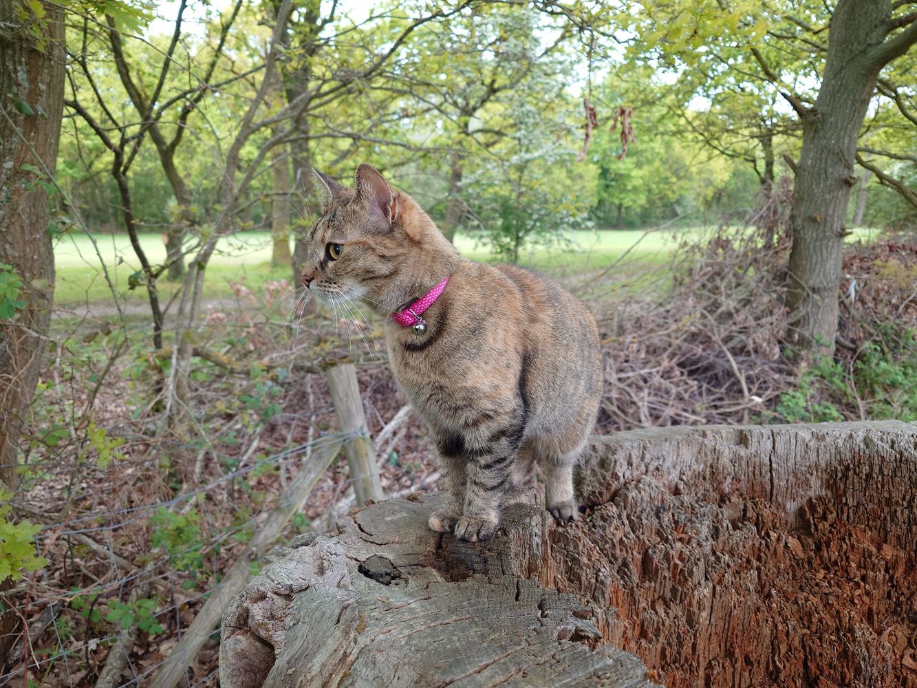 Sony Xperia 1 V camera samples cat on treet stump