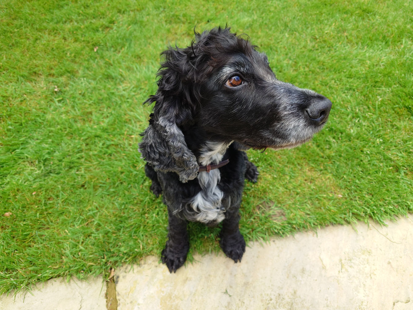 Sony Xperia 1 V camera samples dog