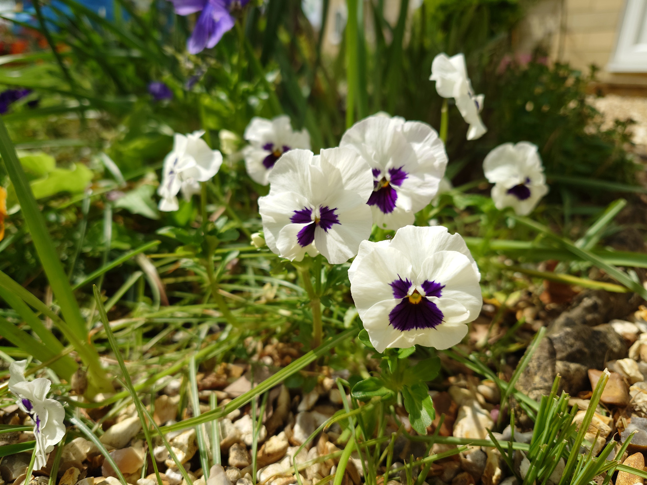 Sony Xperia 1 V camera samples flowers