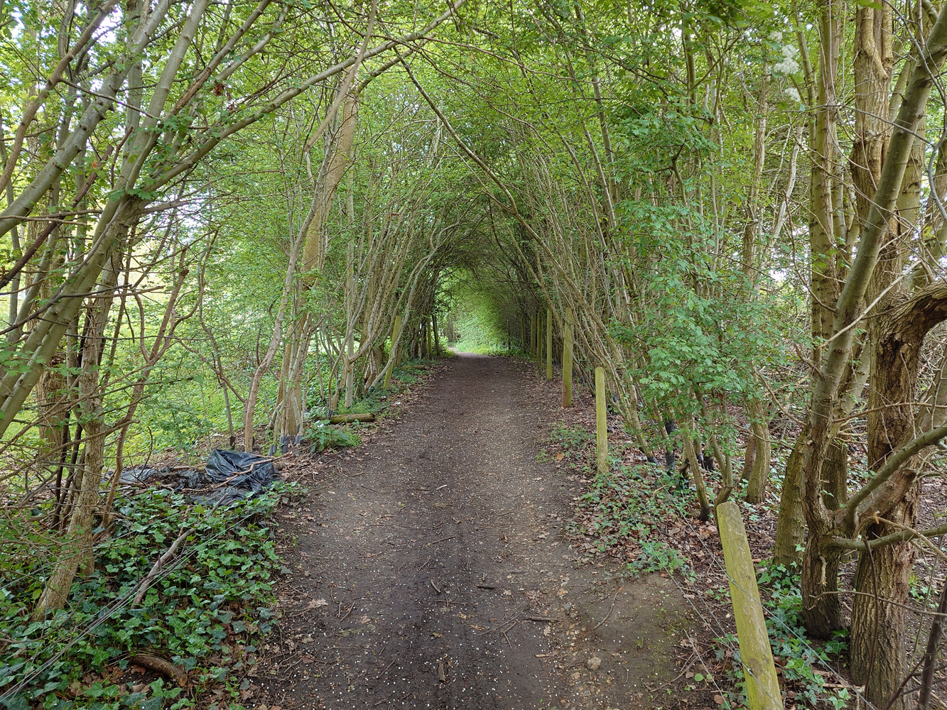 Sony Xperia 1 V camera samples forest