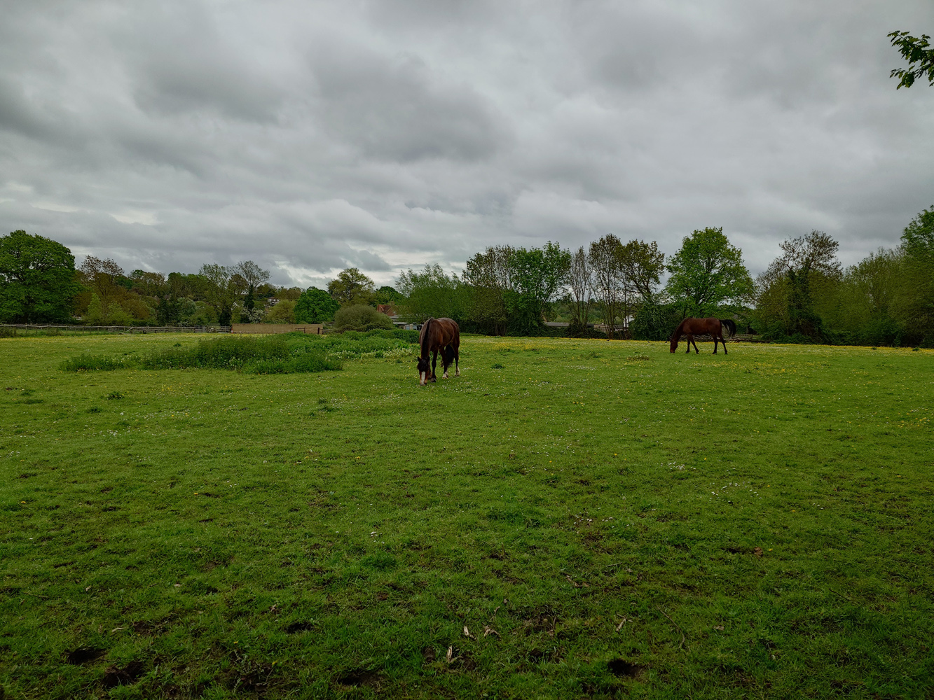 Sony Xperia 1 V camera samples horses